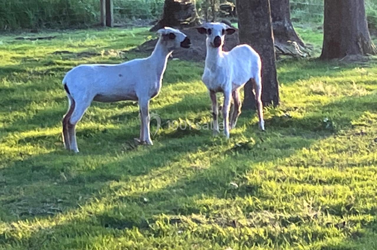 Deux moutons se tiennent sur une pelouse verdoyante, entourés d'arbres sous une lumière douce en fin de journée.