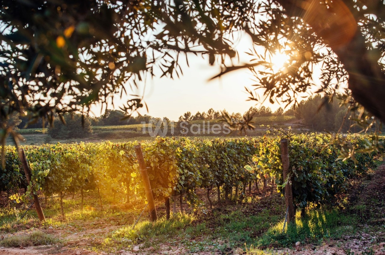 Vignes verdoyantes éclairées par le soleil couchant, entourées d'arbres dans un paysage rural.
