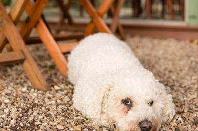 Location salle Saint-Cloud (Hauts-de-Seine) - L'Orangerie #62