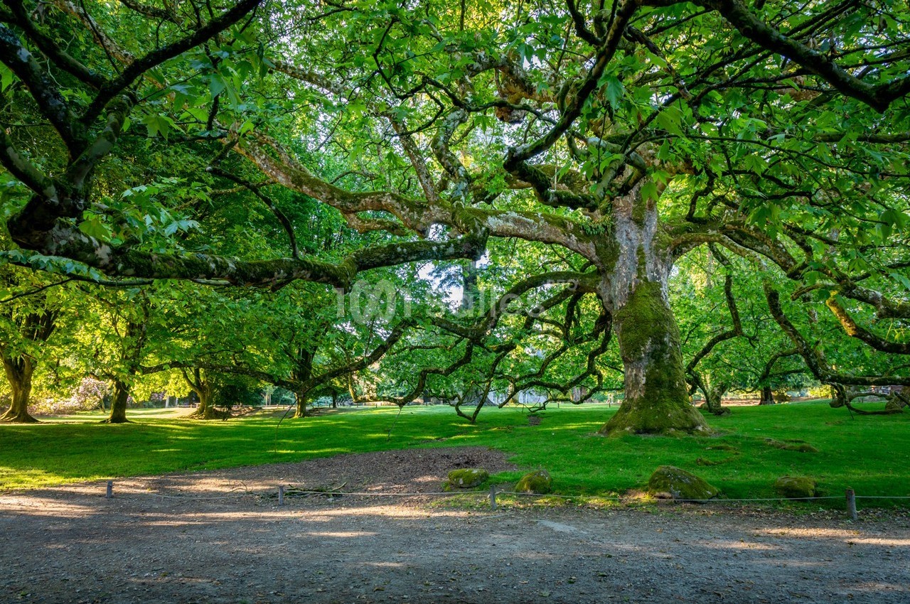Arbre majestueux aux branches étendues dans un parc verdoyant baigné de lumière naturelle.