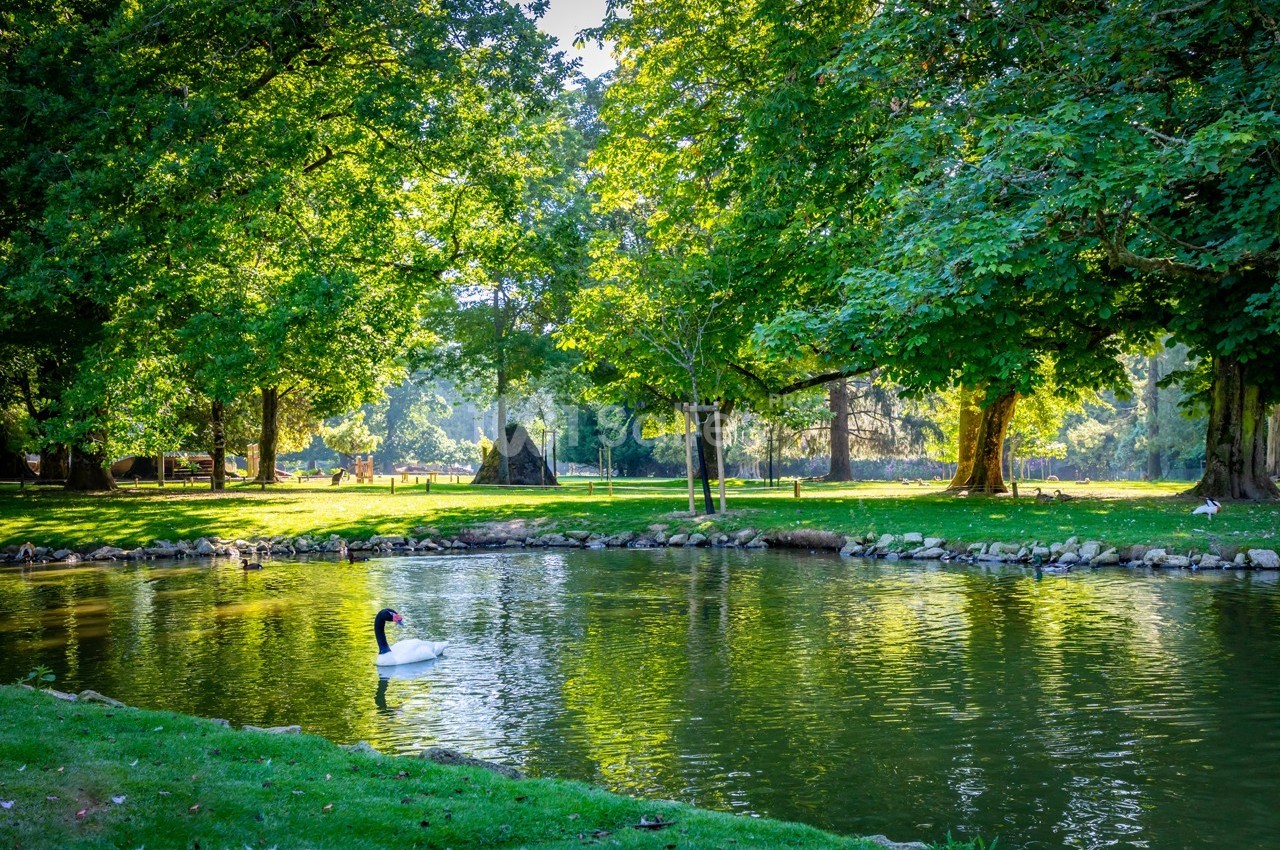 Un cygne nage sur un étang entouré d'arbres et de verdure dans un parc ensoleillé.