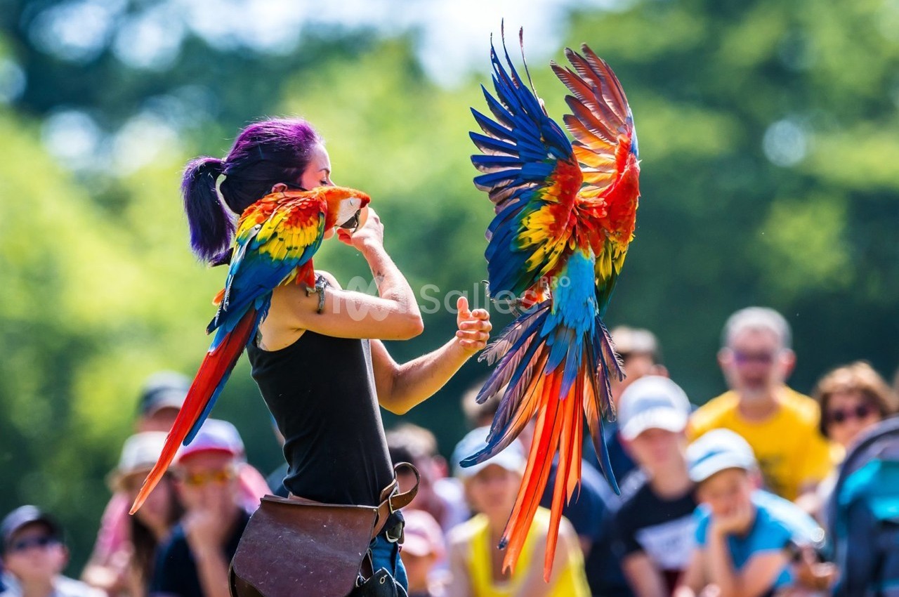 Une femme interagit avec deux aras colorés en plein vol devant un public en extérieur.