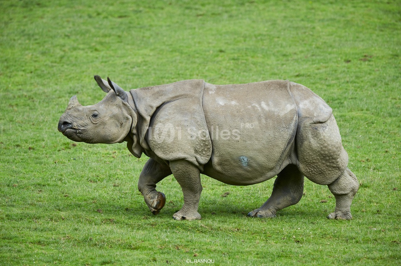 Rhinocéros marchant sur une pelouse verte, vu de profil.
