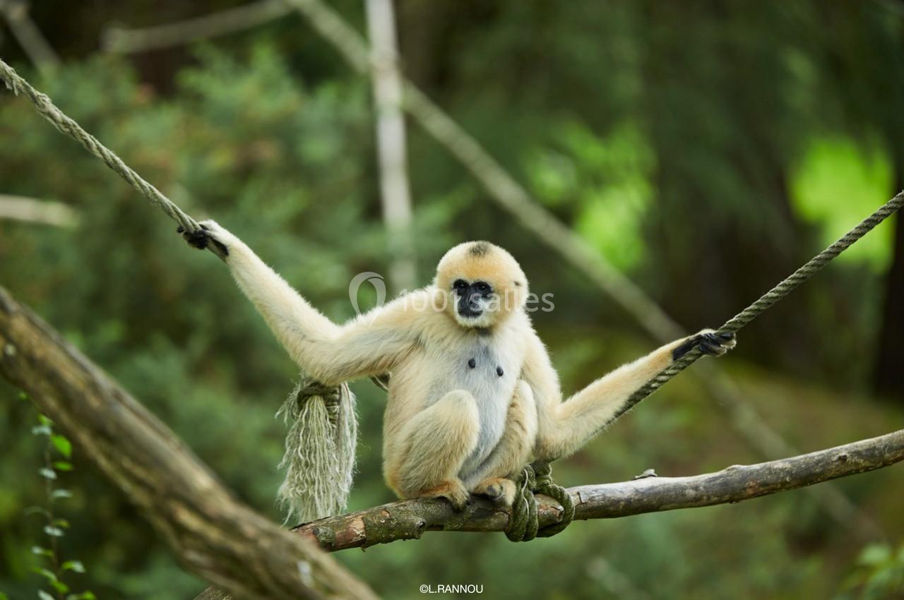 Un gibbon clair assis sur une branche, tenant des cordes, dans un environnement forestier.