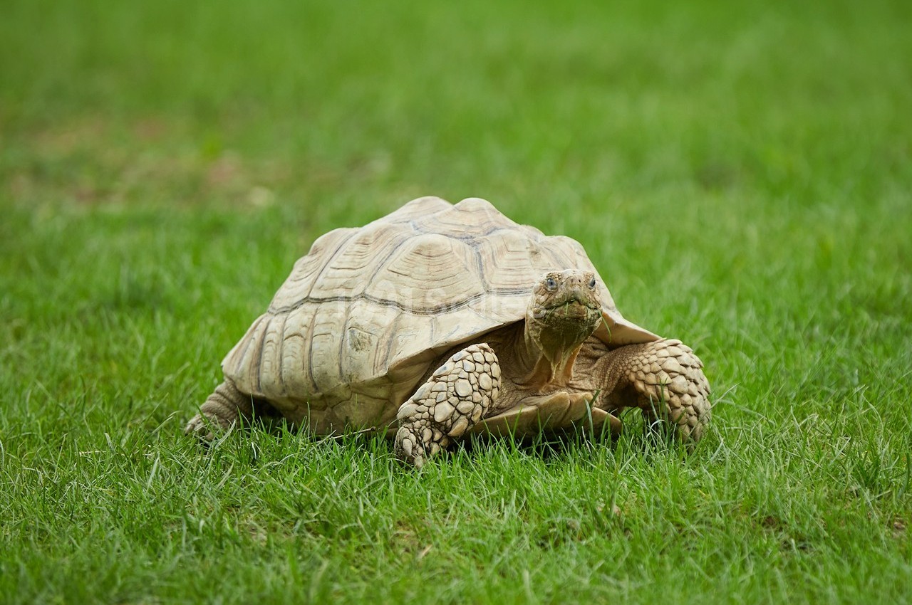 Tortue terrestre beige avançant lentement sur une pelouse verte.