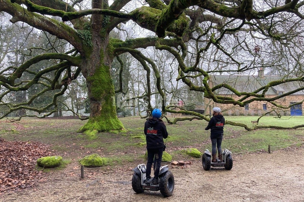 Deux personnes en segway explorent un parc avec un grand arbre couvert de mousse en arrière-plan.