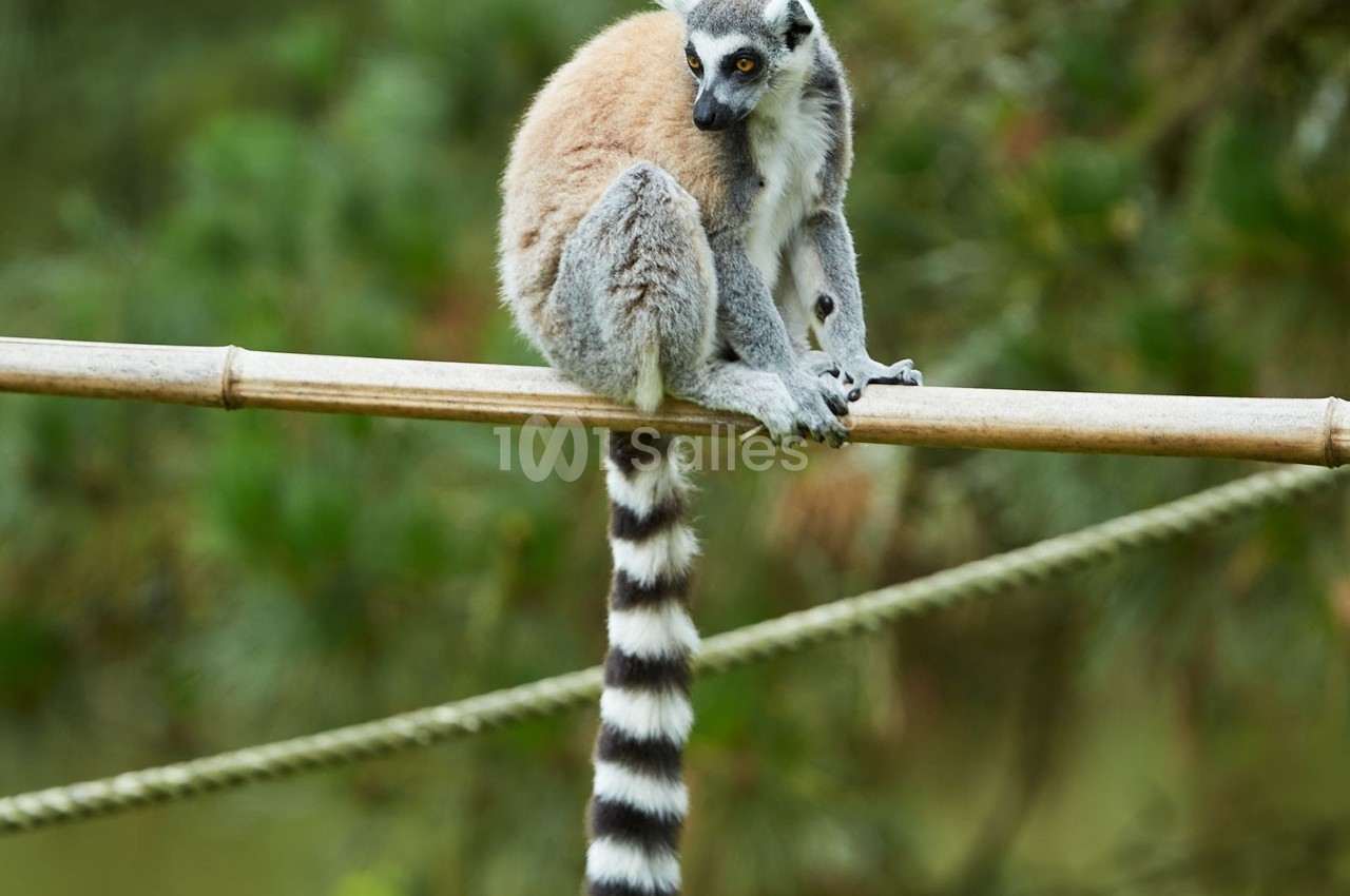 Lémurien à queue annelée assis sur une branche en bambou, entouré de verdure floue en arrière-plan.