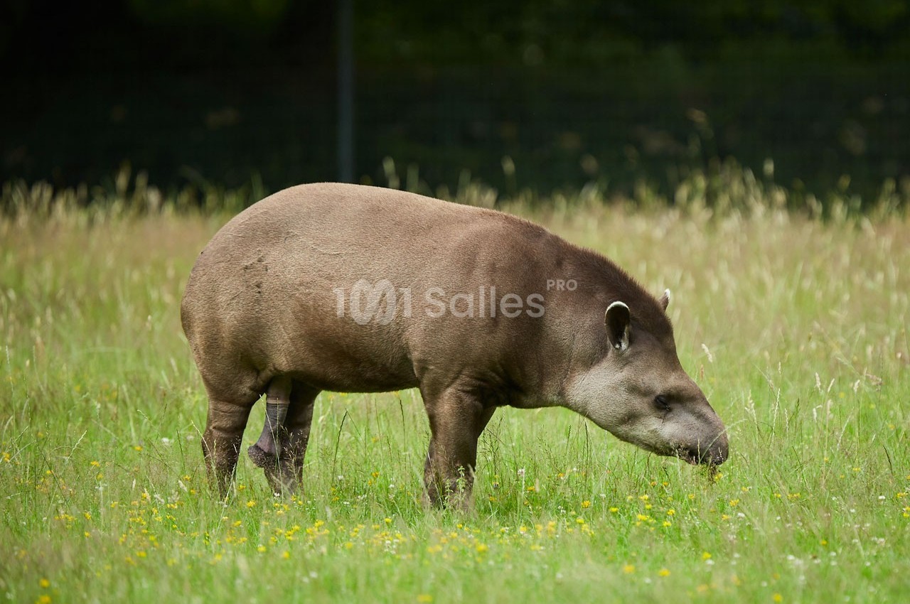 Un tapir brun broutant de l'herbe dans une prairie verdoyante parsemée de fleurs jaunes.