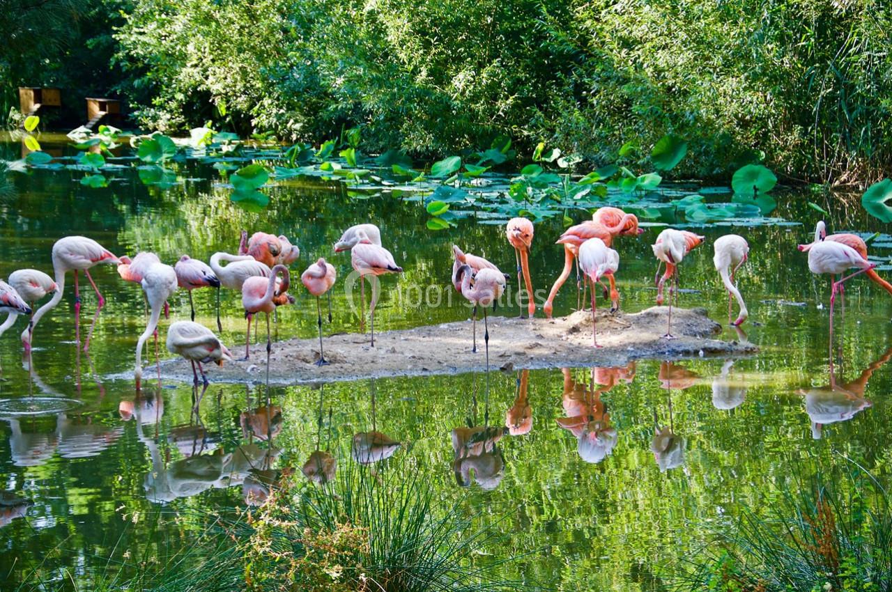 Groupe de flamants roses debout sur un îlot entouré d'eau, avec des plantes et des arbres en arrière-plan.