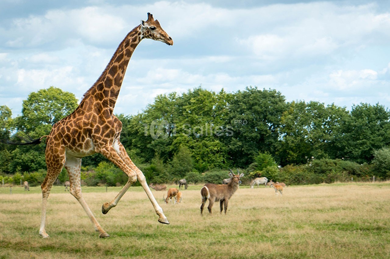 Une girafe marchant dans une prairie avec des arbres et d'autres animaux en arrière-plan.