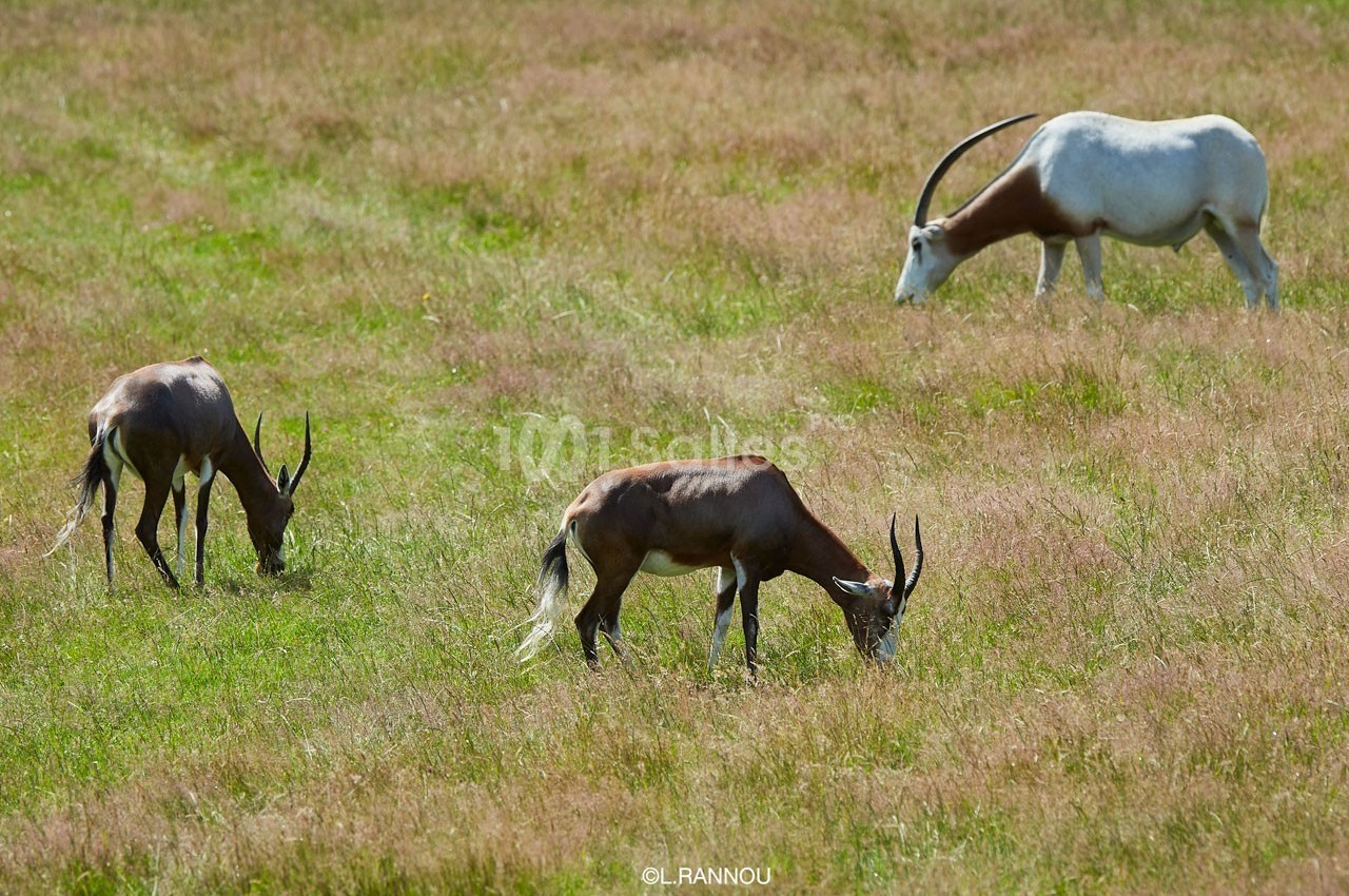 Antilopes broutant dans une prairie, accompagnées d'une oryx blanche en arrière-plan.