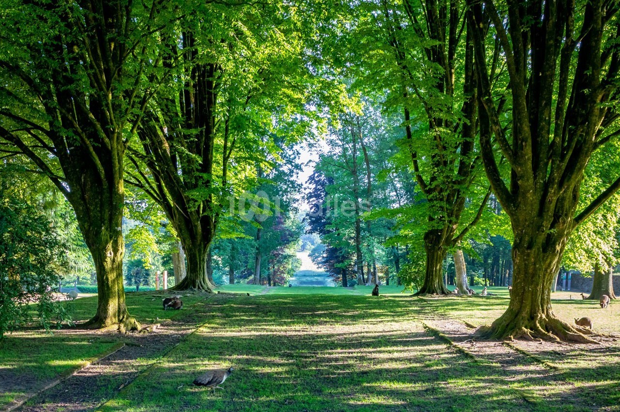 Allée bordée d'arbres avec un sol herbeux, baignée de lumière naturelle filtrant à travers le feuillage.