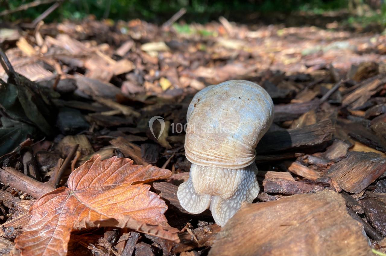 Location salle Doudeauville (Pas-de-Calais) - Le Bois sous l'Etoile #26