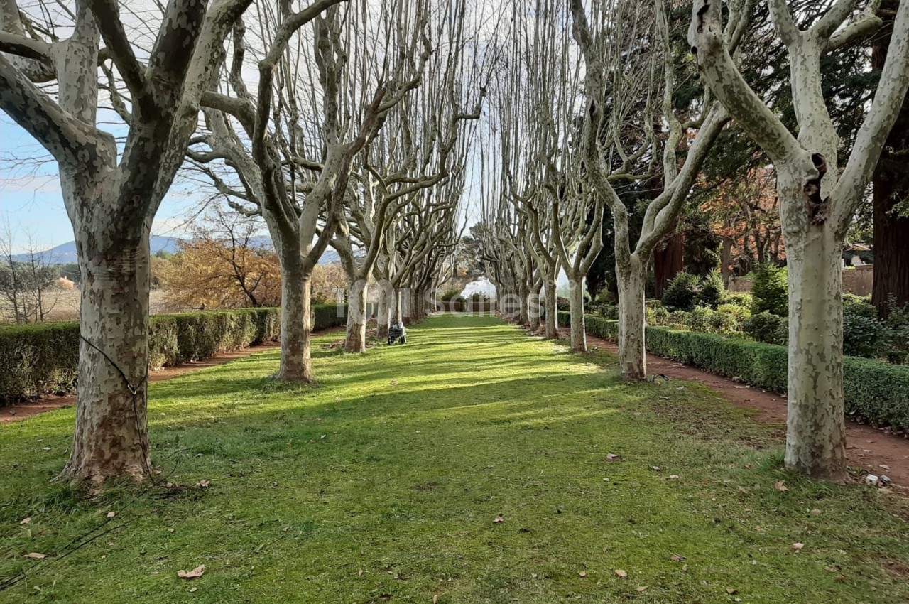 Allée bordée de platanes aux branches dénudées, avec pelouse verte et haies, sous un ciel partiellement nuageux.