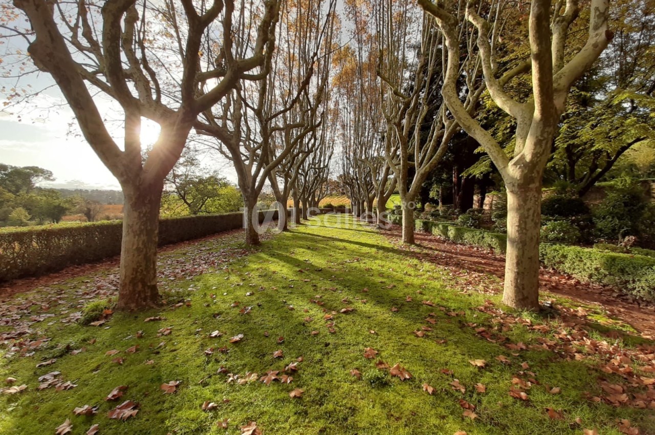 Allée bordée d'arbres aux branches dénudées en automne, avec un tapis d'herbe et de feuilles au sol.