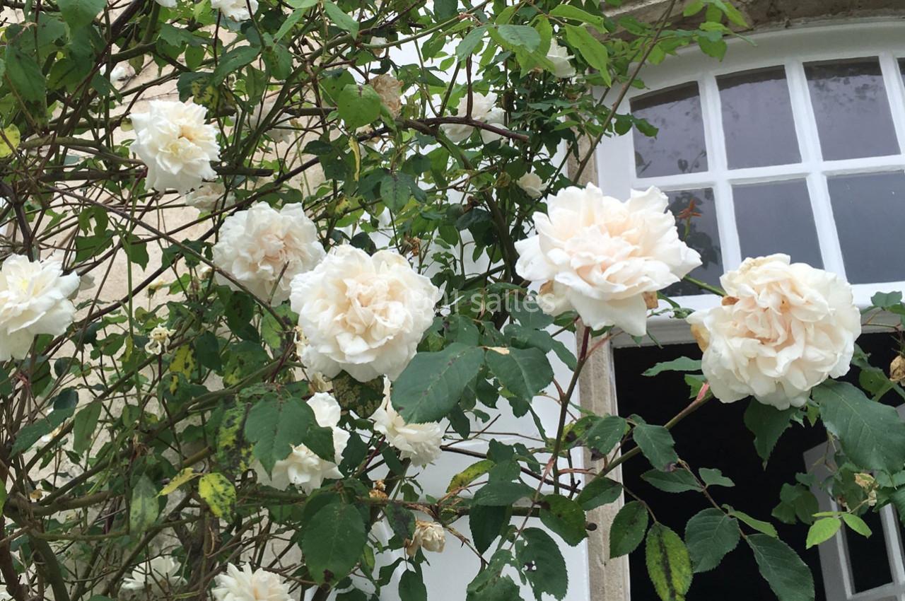 Rosier grimpant aux fleurs blanches devant une fenêtre à petits carreaux.