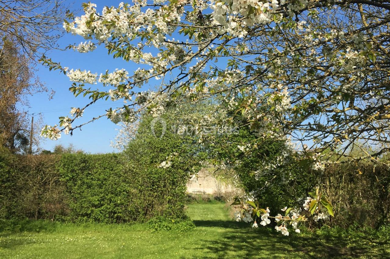 Branche d'arbre en fleurs blanches surplombant une pelouse verte sous un ciel bleu clair.