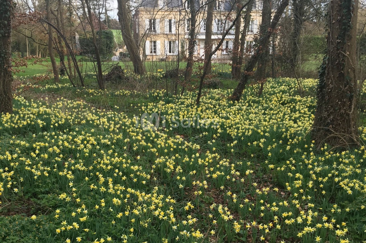 Champ de jonquilles jaunes en fleurs dans un sous-bois, avec une grande maison en arrière-plan.