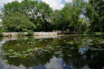 Étang calme entouré d'arbres, avec des nénuphars flottant à la surface et une petite berge en pierre à droite.