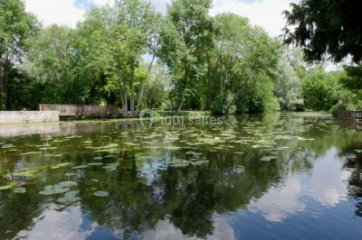 Étang calme entouré d'arbres, avec des nénuphars flottant à la surface et une petite berge en pierre à droite.