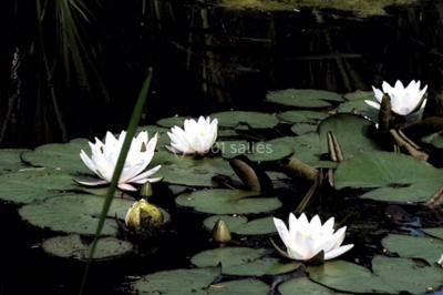 Miniature Location salle Saint-Martin-sur-Ocre (Loiret) - Domaine du Colombier #37 Location salle Saint-Martin-sur-Ocre (Loiret) - Domaine du Colombier #51