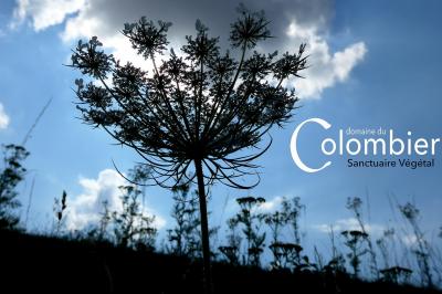 Miniature Location salle Saint-Martin-sur-Ocre (Loiret) - Domaine du Colombier #18 Location salle Saint-Martin-sur-Ocre (Loiret) - Domaine du Colombier #51