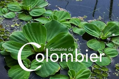 Miniature Location salle Saint-Martin-sur-Ocre (Loiret) - Domaine du Colombier #33 Location salle Saint-Martin-sur-Ocre (Loiret) - Domaine du Colombier #51