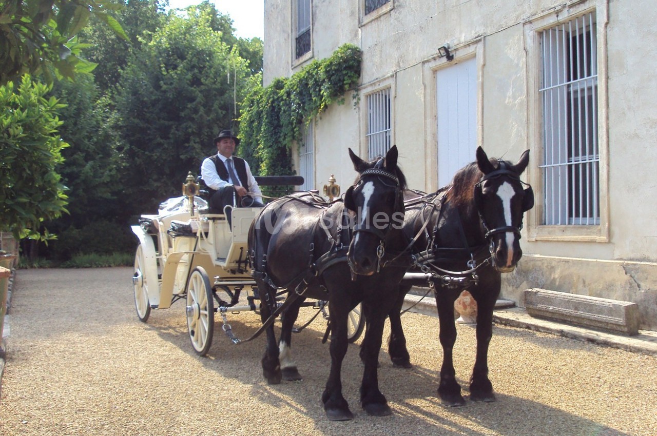 Attelage de deux chevaux noirs tirant une calèche blanche, avec un cocher devant un bâtiment ancien.