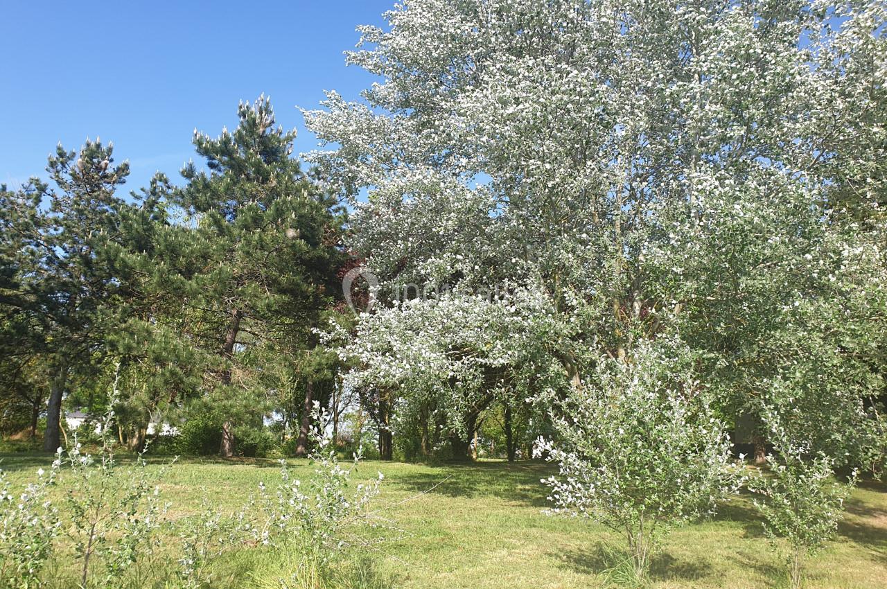 Arbres feuillus et conifères dans un espace vert ensoleillé, avec un ciel bleu dégagé en arrière-plan.
