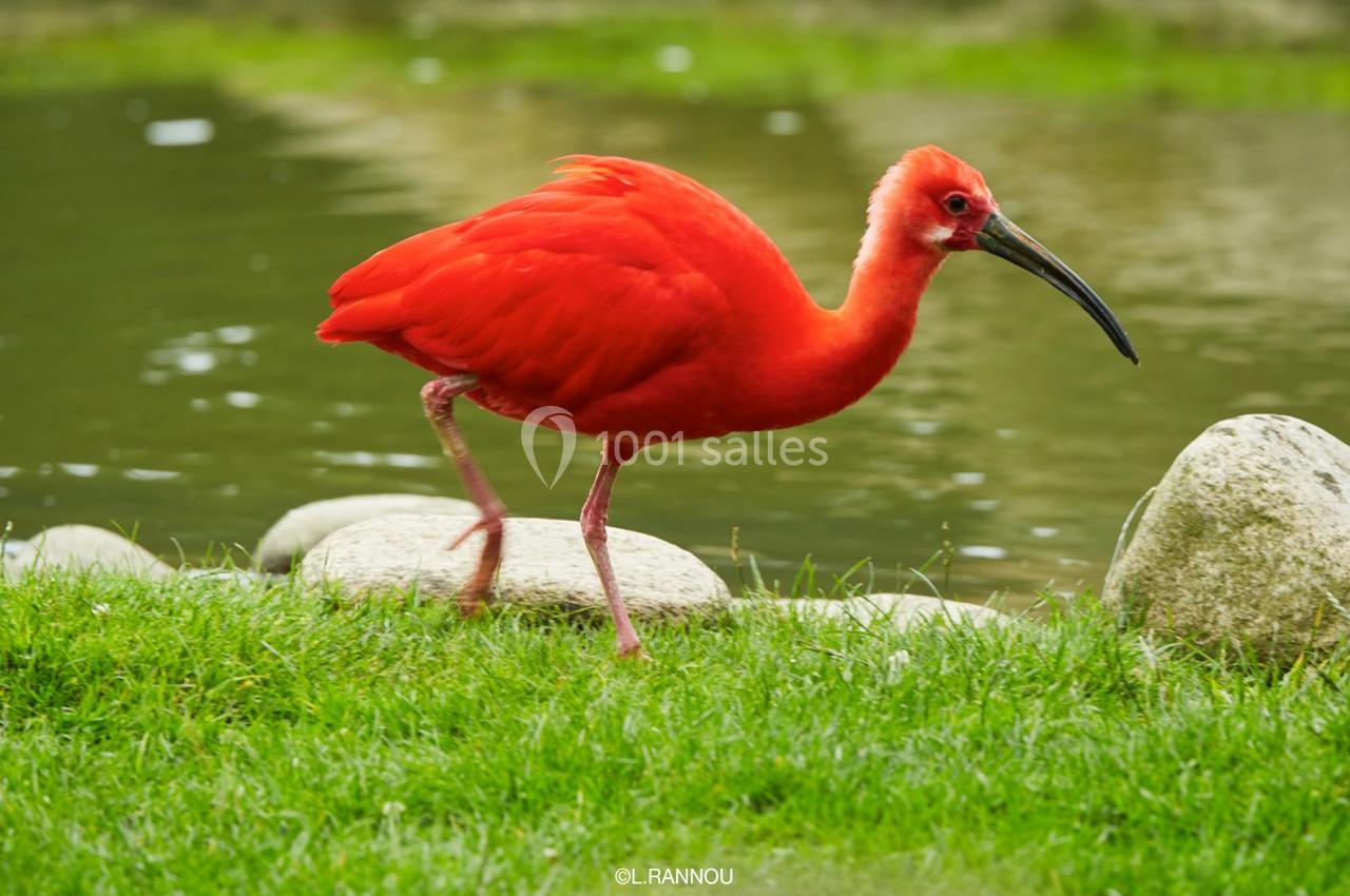 Un ibis rouge marche sur une pelouse près d'un plan d'eau bordé de pierres.