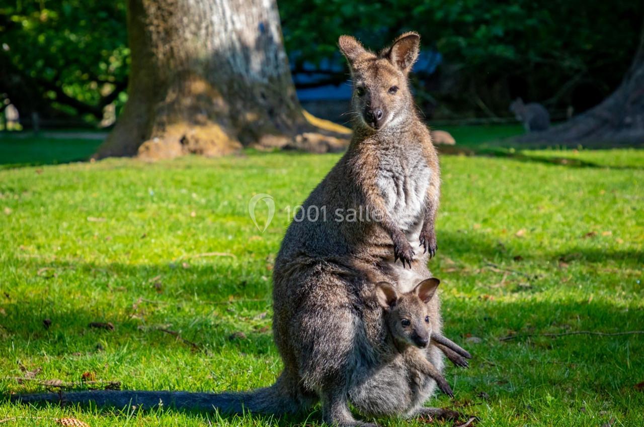 Un kangourou adulte avec un petit dans sa poche, assis sur une pelouse ensoleillée dans un parc arboré.