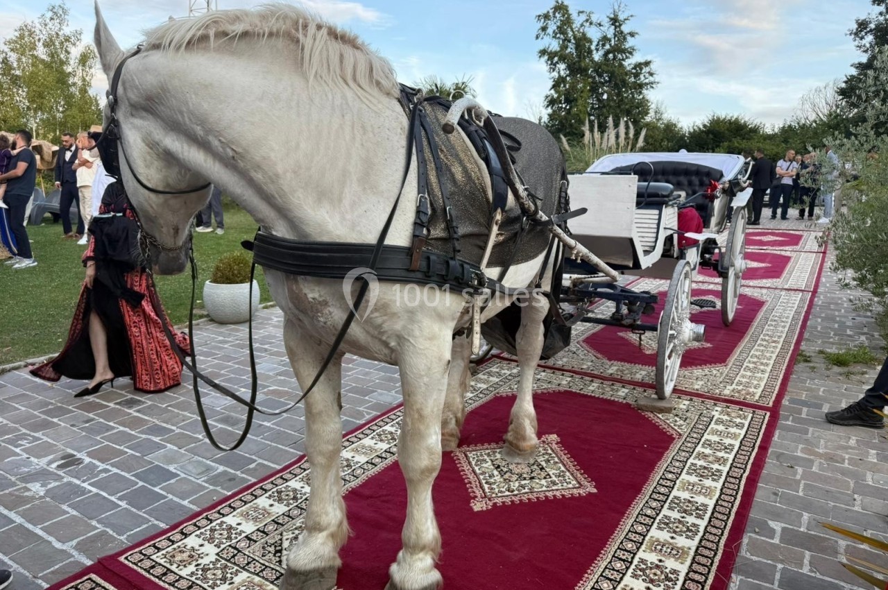 Cheval blanc attelé à une calèche décorée, stationné sur des tapis rouges en extérieur lors d'un événement.