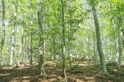 Miniature Location salle Mareil-Marly (Yvelines) - La Canopée de Mareil #13 Location salle Mareil-Marly (Yvelines) - La Canopée de Mareil #30