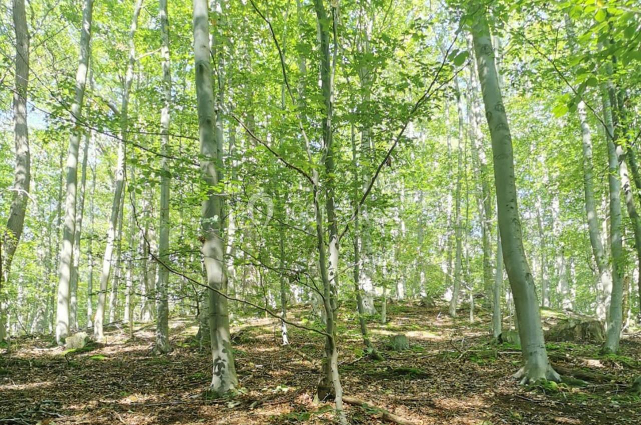 Location salle Mareil-Marly (Yvelines) - La Canopée de Mareil #13 Location salle Mareil-Marly (Yvelines) - La Canopée de Mareil #13