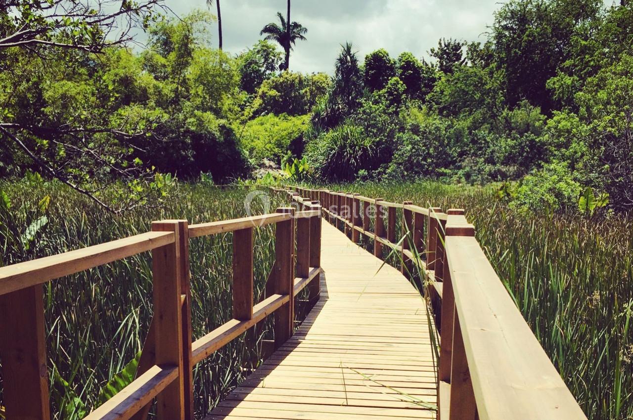 Passerelle en bois traversant une végétation dense avec des arbres tropicaux sous un ciel partiellement nuageux.