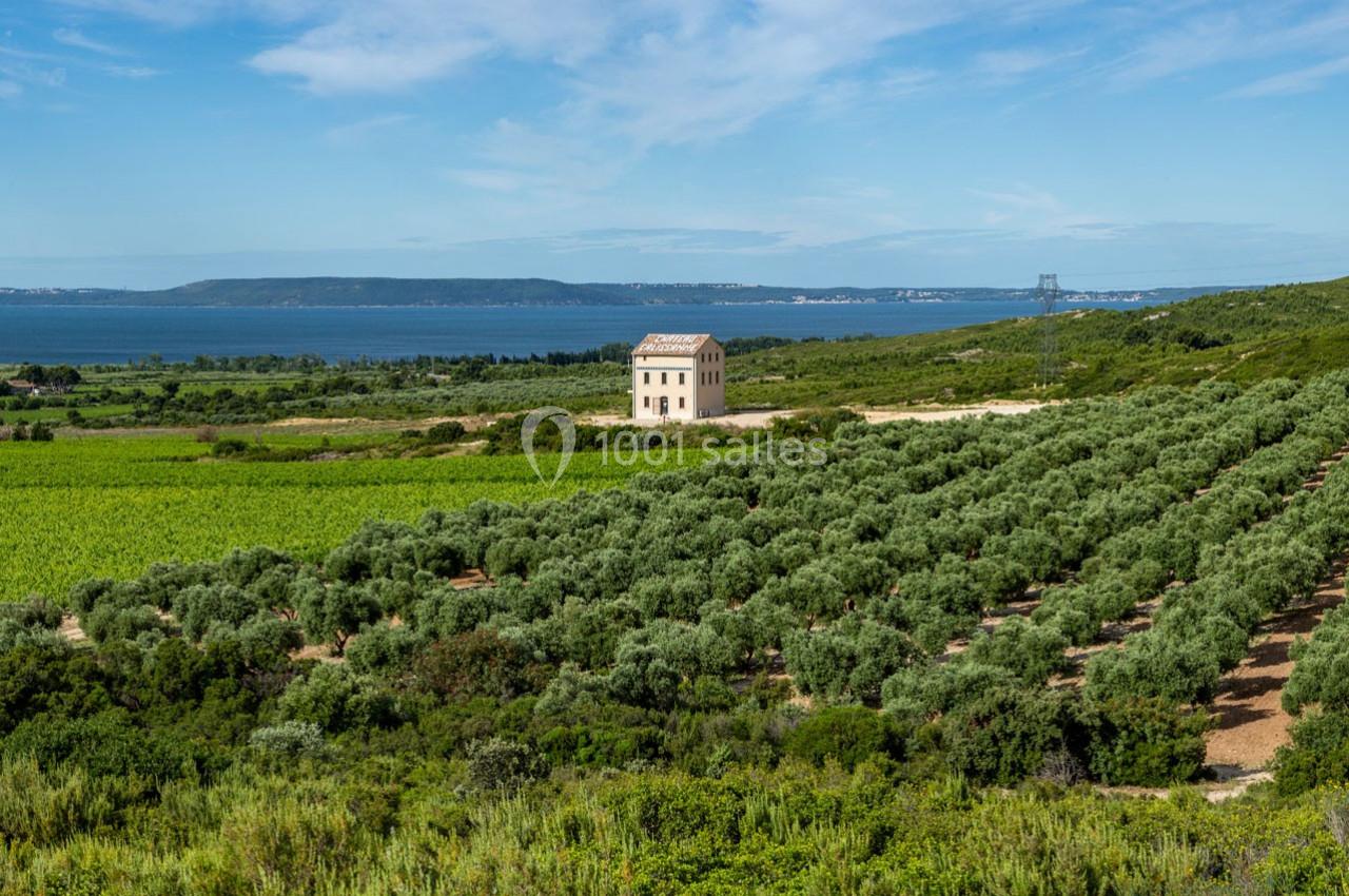 Paysage rural avec une maison isolée entourée de vignes et d'oliviers, vue sur une étendue d'eau à l'arrière-plan.