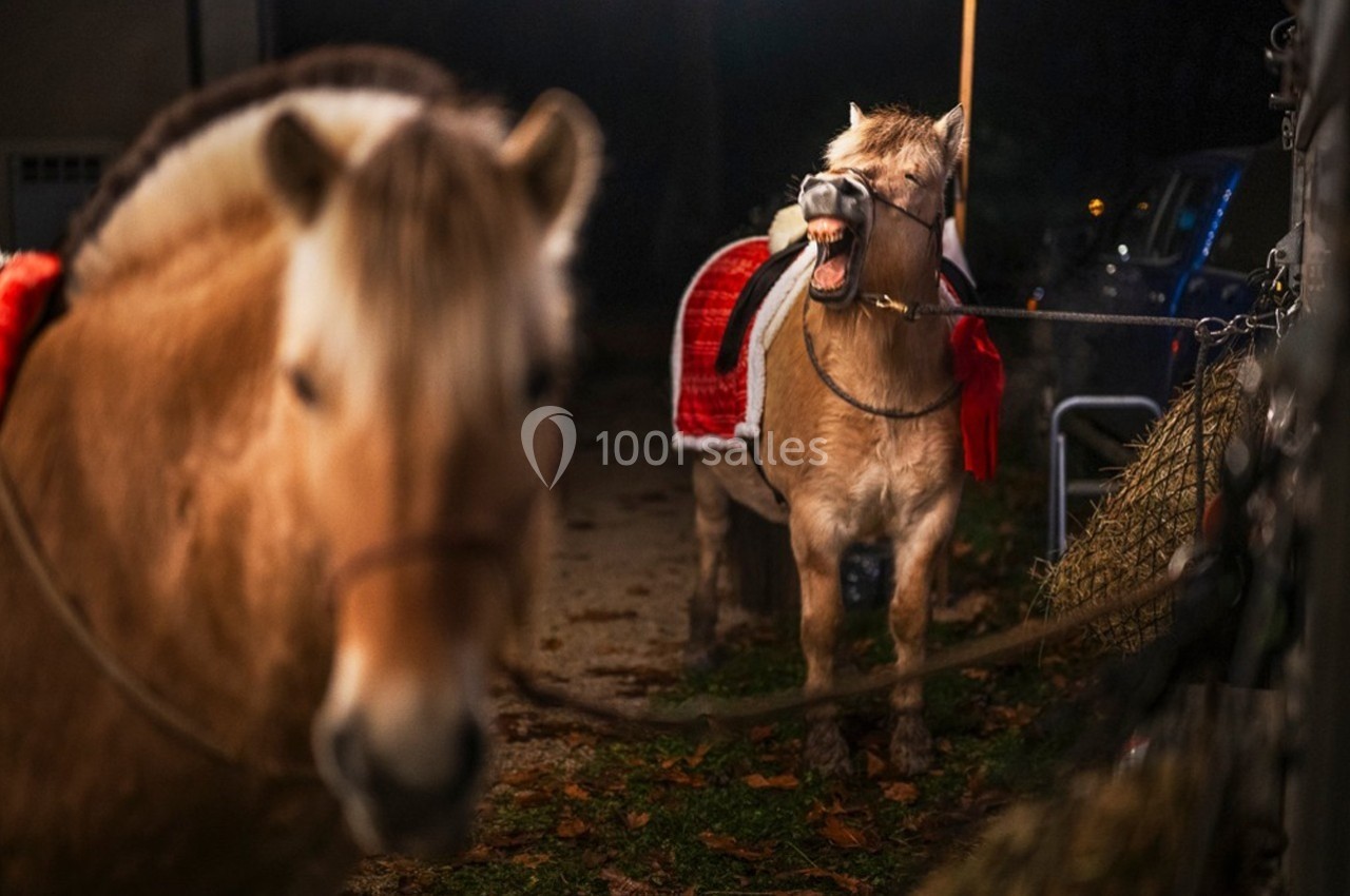 Deux poneys vêtus de couvertures rouges, l'un d'eux bâille ou hennit, attachés près d'une botte de foin la nuit.