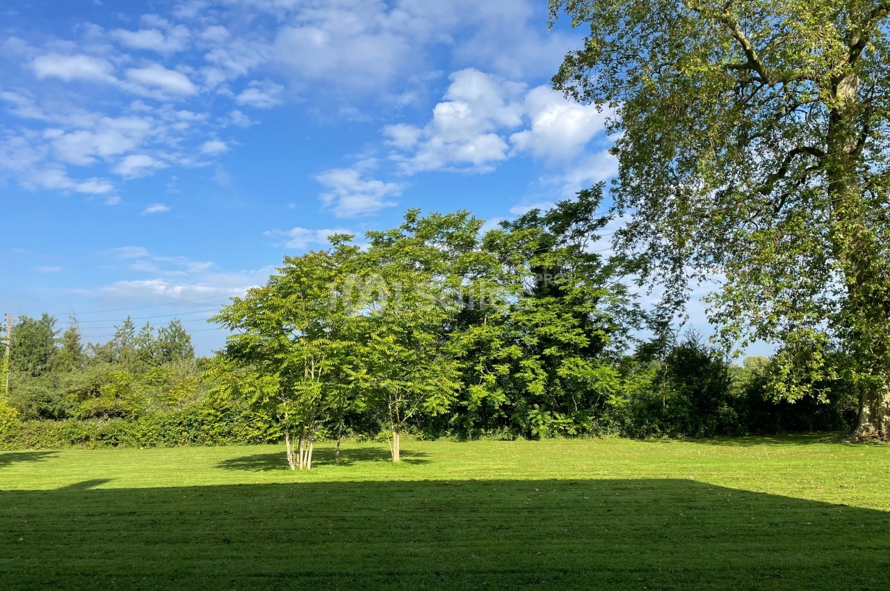 Pelouse verte avec quelques arbres sous un ciel bleu parsemé de nuages légers.