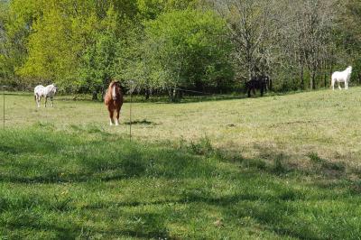 Location salle Puy-l'Évêque (Lot) - Domaine du Cardou #36