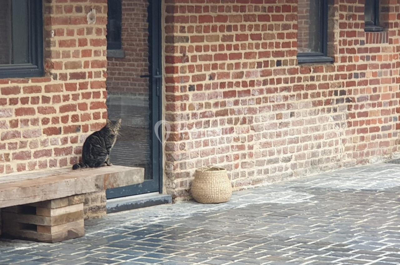 Location salle Haverskerque (Nord) - Ferme d'Hercule #14 Un chat tigré assis sur un banc en bois près d'un mur de briques et d'une porte vitrée.