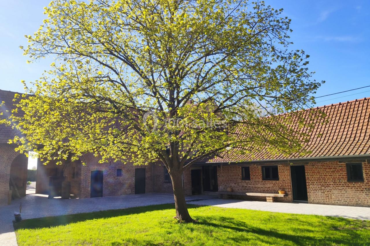 Location salle Haverskerque (Nord) - Ferme d'Hercule #27 Arbre feuillu au centre d'une cour pavée, entouré de bâtiments en briques sous un ciel bleu clair.