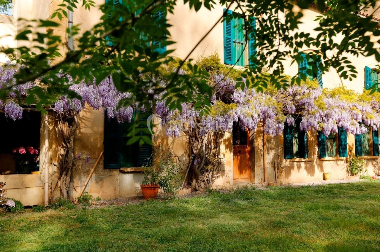 Façade de maison en pierre avec volets verts, ornée de glycines violettes en fleurs, entourée de verdure.