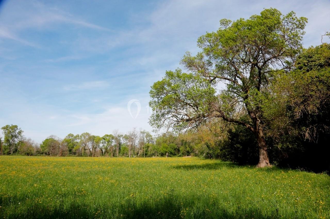 Champ verdoyant parsemé de fleurs jaunes, bordé d'arbres et dominé par un grand arbre sous un ciel dégagé.