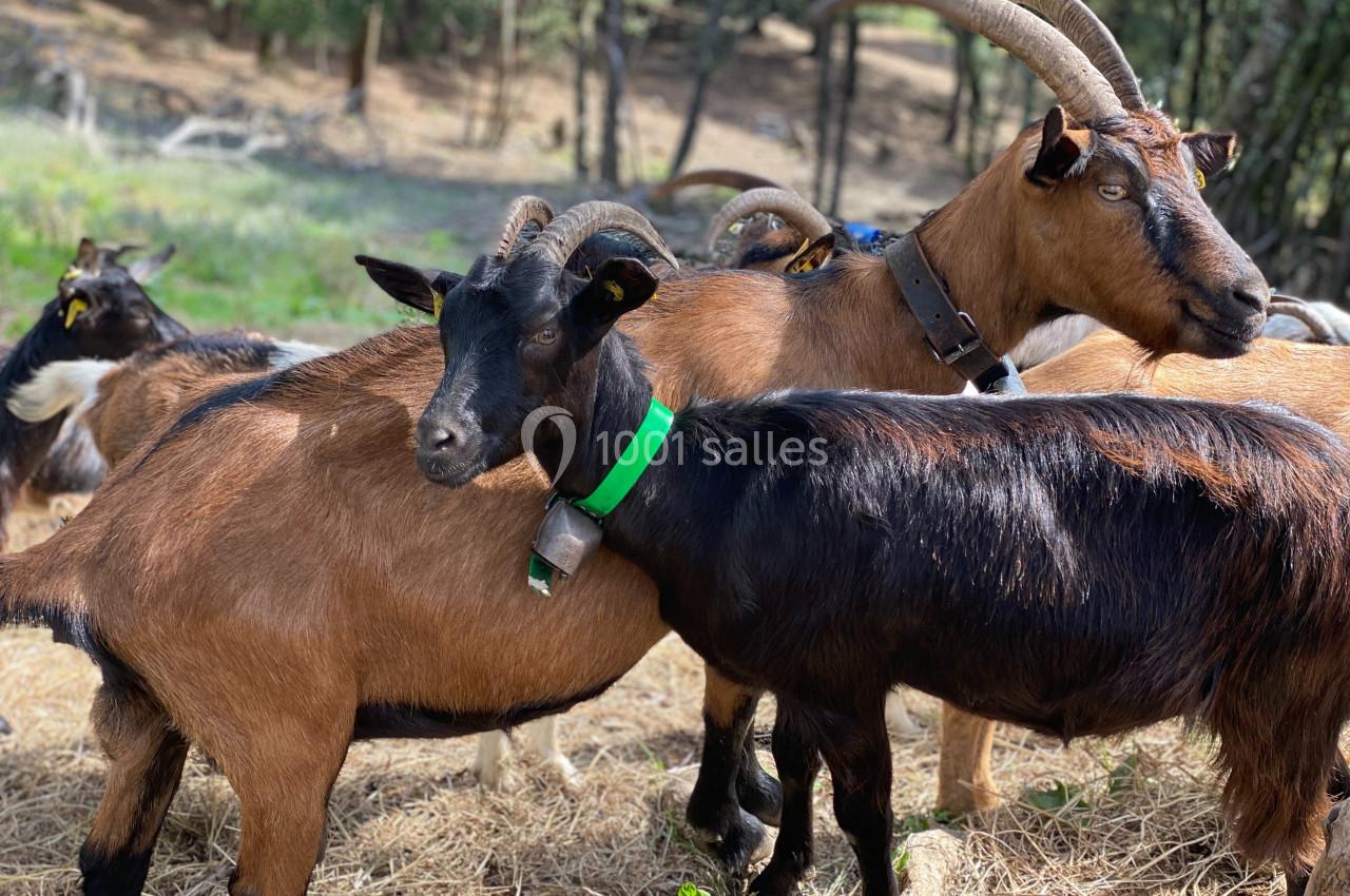 Groupe de chèvres brunes et noires avec des colliers, dans un pâturage ensoleillé entouré d'arbres.