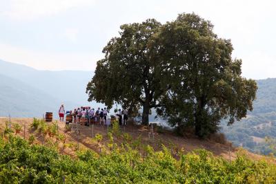 Tables de banquet en plein air avec nappes à carreaux rouges et blanches, disposées sous un arbre dans un cadre champêtre.