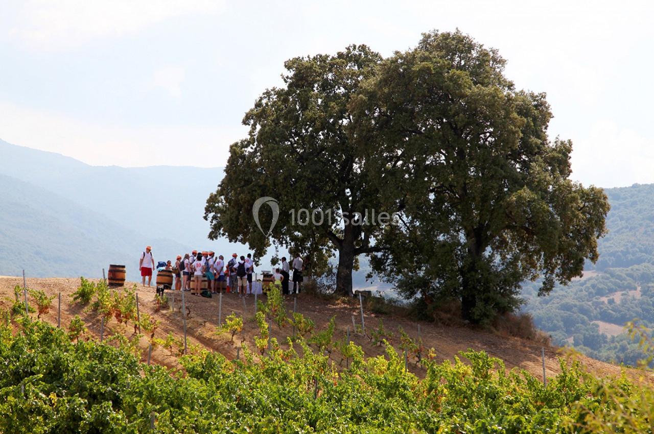 Un groupe de personnes rassemblé sous deux grands arbres sur une colline entourée de vignes.