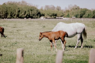 Miniature Location salle Marsillargues (Hérault) - Le Mas Saint Gabriel #9 Une mariée souriante brandit un éventail devant un gâteau de mariage décoré, entourée d'invités en extérieur.