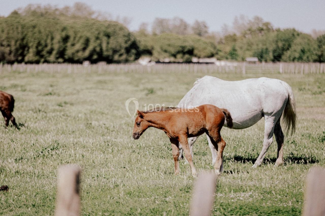 Location salle Marsillargues (Hérault) - Le Mas Saint Gabriel #9 Une jument blanche et son poulain brun broutent dans un pré verdoyant entouré d'arbres.