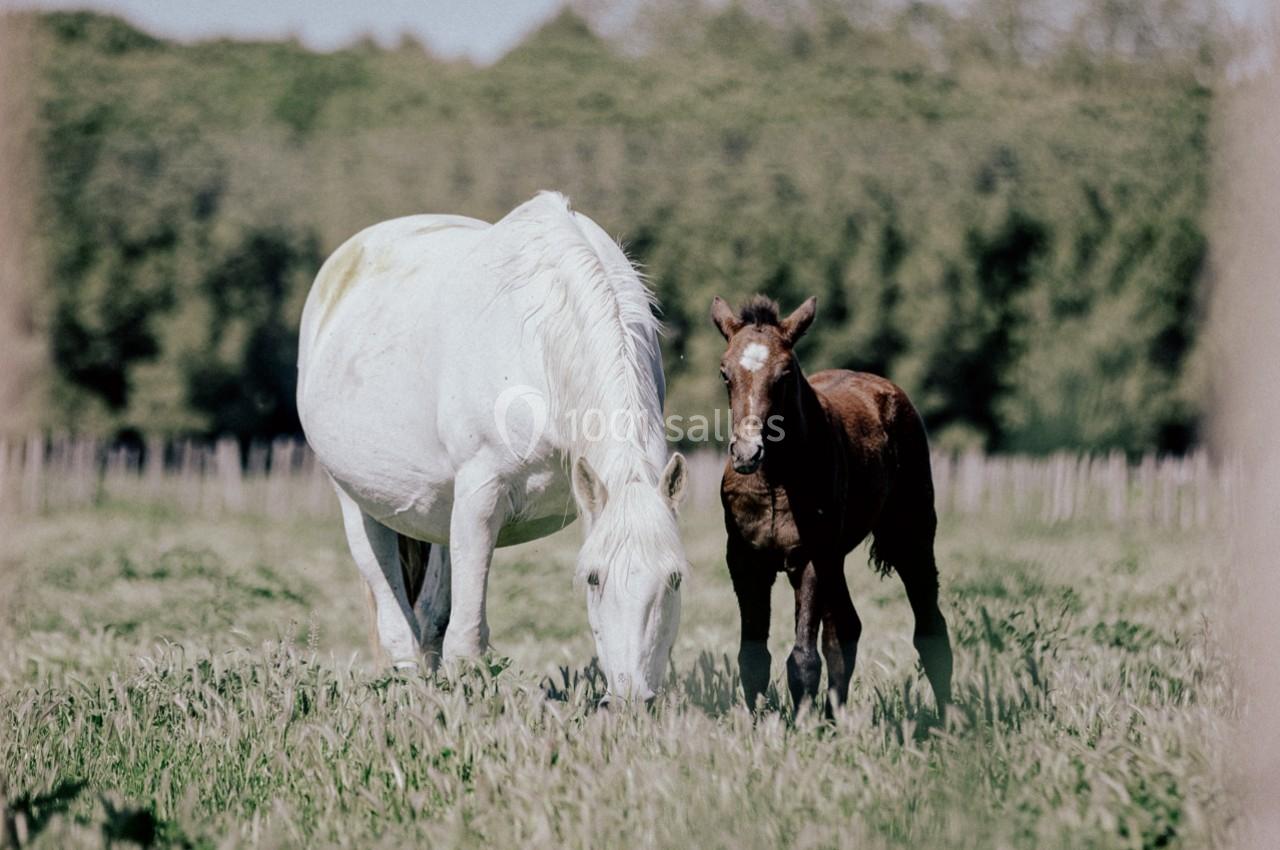 Location salle Marsillargues (Hérault) - Le Mas Saint Gabriel #10 Une jument blanche et son poulain brun broutent dans un champ verdoyant bordé d'arbres.