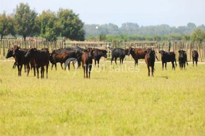 Miniature Location salle Marsillargues (Hérault) - Le Mas Saint Gabriel #8 Une mariée souriante brandit un éventail devant un gâteau de mariage décoré, entourée d'invités en extérieur.